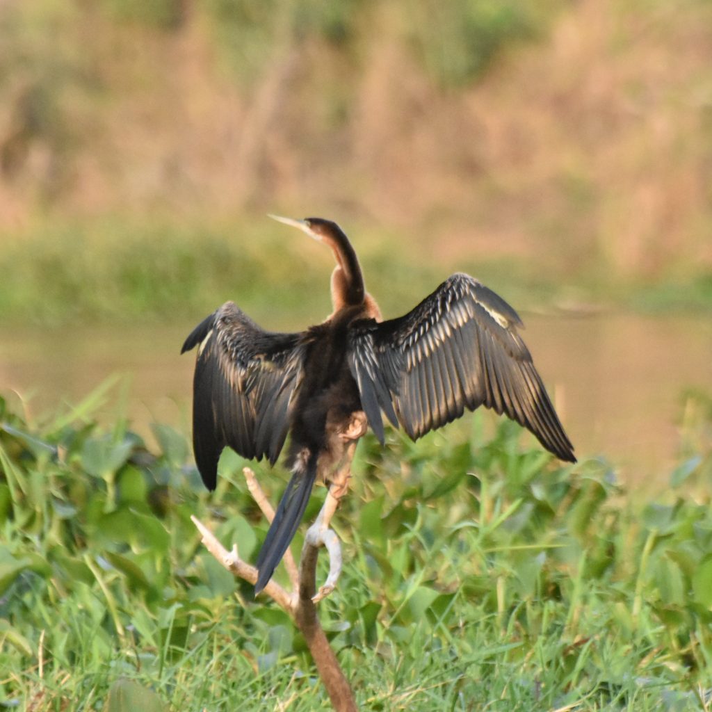 Birding in Murchison fall national park