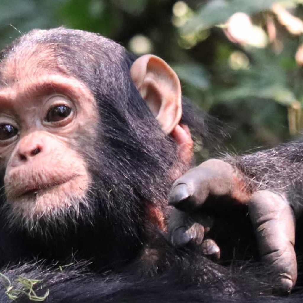 Chimpanzee trekking in Kibale forest national park