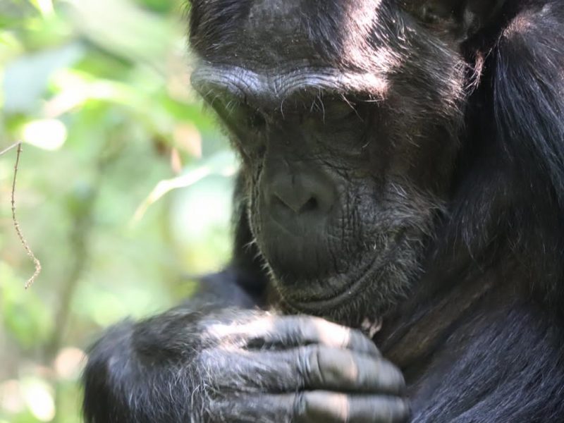 Chimpanzee habituation in Kibale Forest National Park