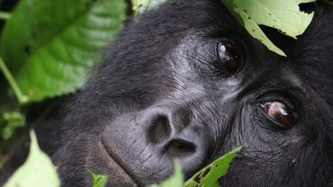 gorilla-in-bwindi-park