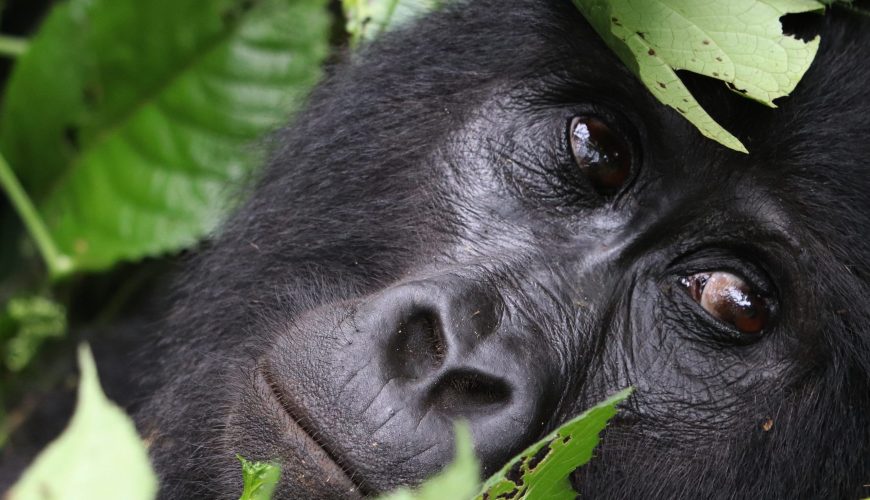 gorilla-in-bwindi-park