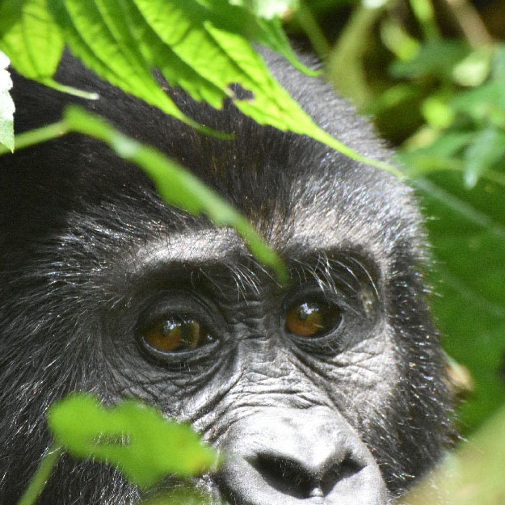 gorilla tracking in bwindi impenetrable forest